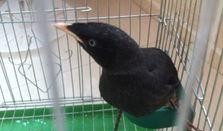 娱乐吃瓜小八哥是谁啊视频,网络红人的崛起之路